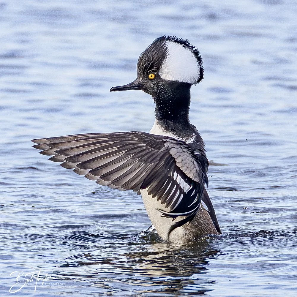 20250204-SASP Final Post 2 -82.jpeg