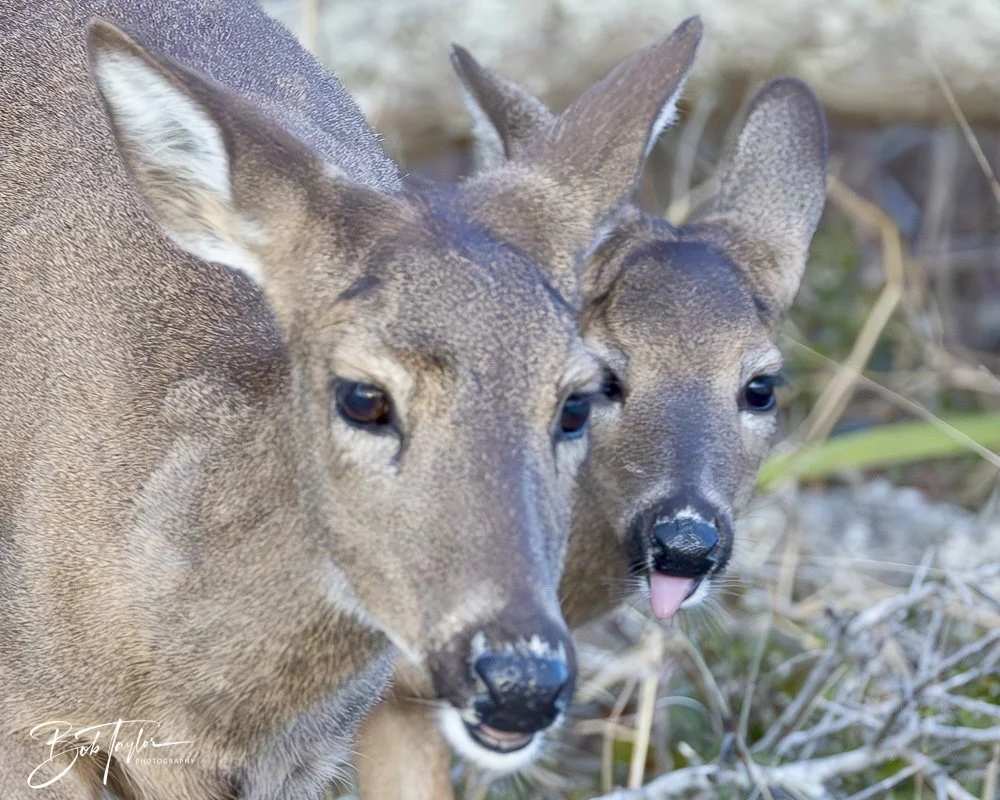 20250129-SASP Post 1 -16.jpeg