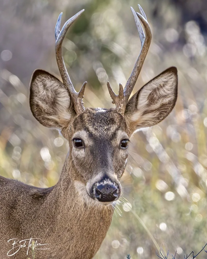 20250129-SASP Post 1 -7.jpeg