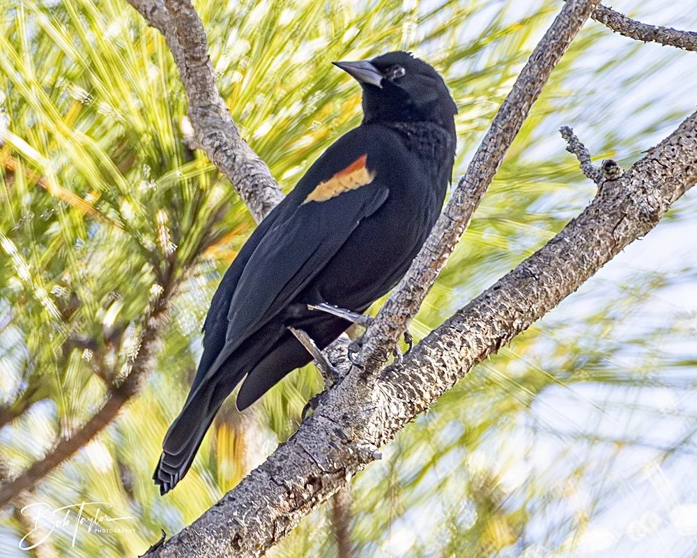 20250203-SASP Final Post 2 -22.jpeg