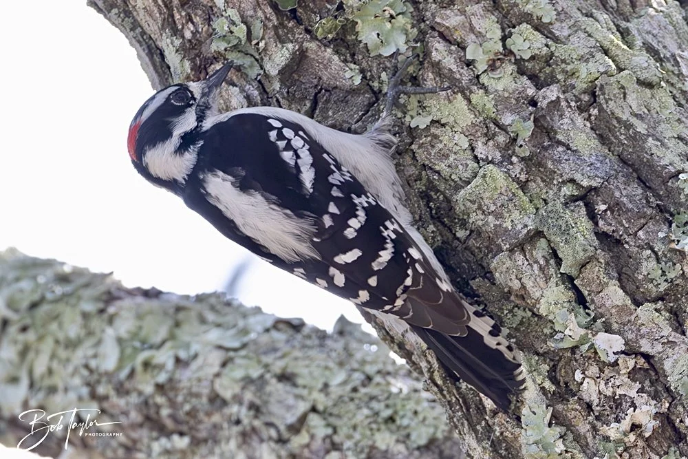 20250204-SASP Final Post 2 -72.jpeg