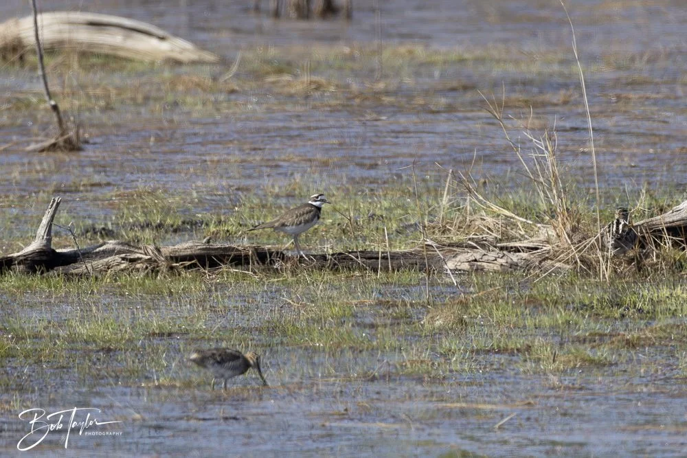 20250204-SASP Final Post -44.jpeg