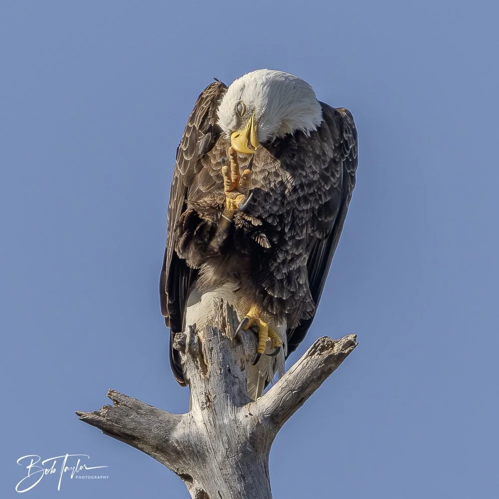 20250203-SASP Final Post -18.jpeg