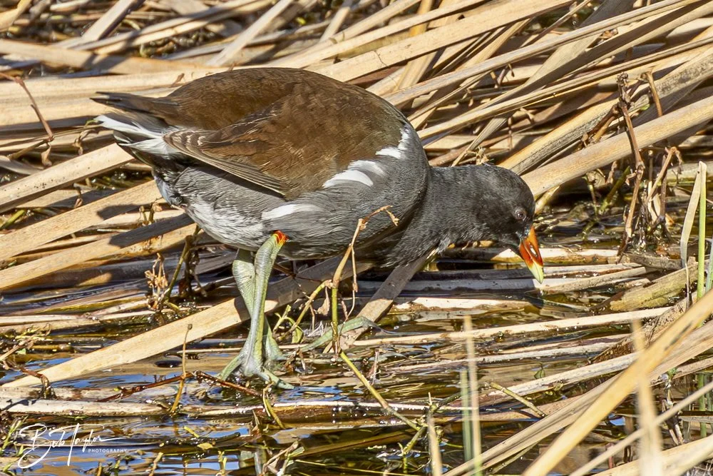 20250203-SASP Final Post 2 -50.jpeg