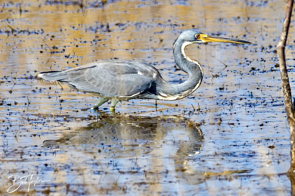 20250204-SASP Final Post 2 -55.jpeg