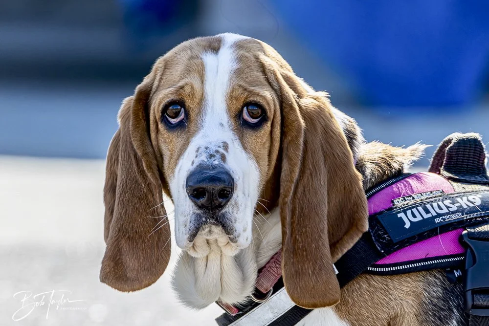 20250203-SASP Final Post 2 -35.jpeg