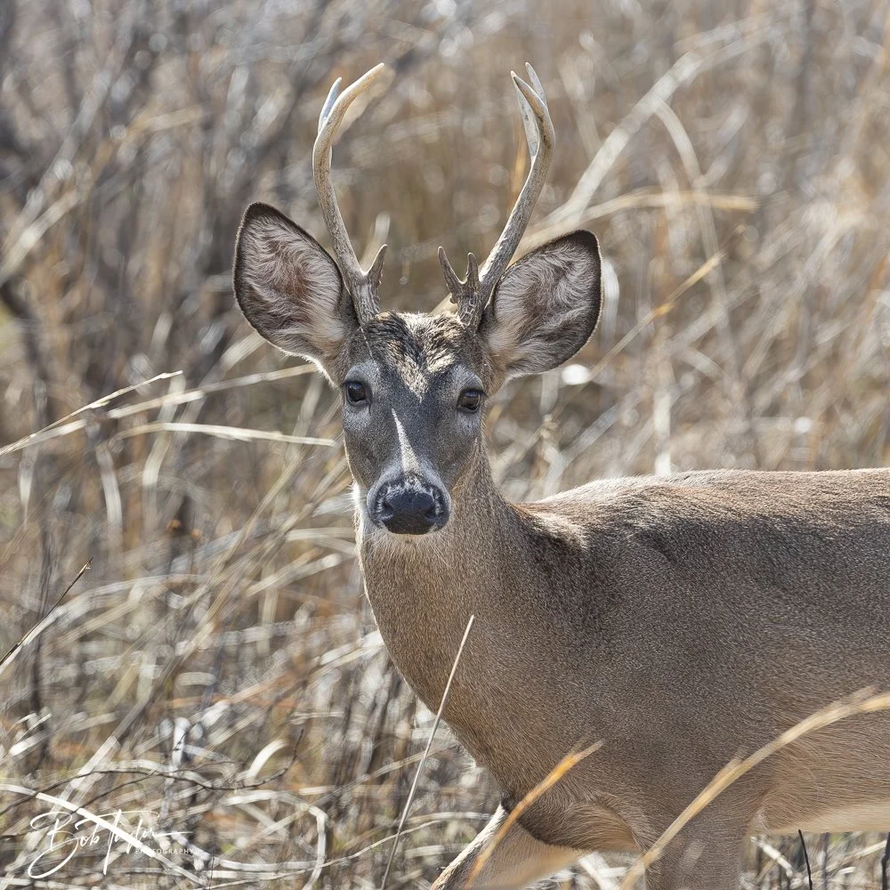 20250204-SASP Final Post -53.jpeg