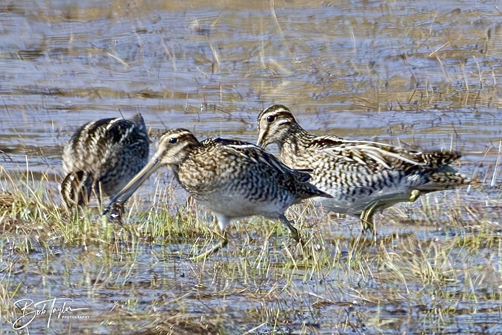 20250204-SASP Final Post 2 -56.jpeg