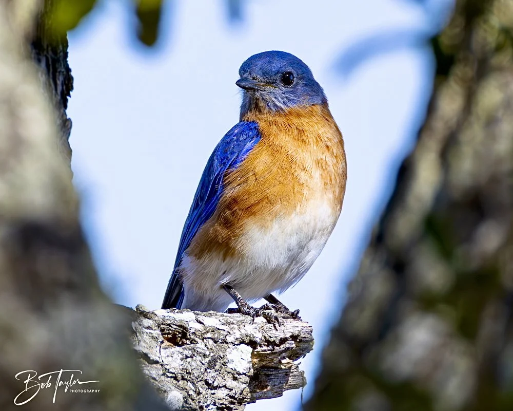 20250203-SASP Final Post 2 -32.jpeg