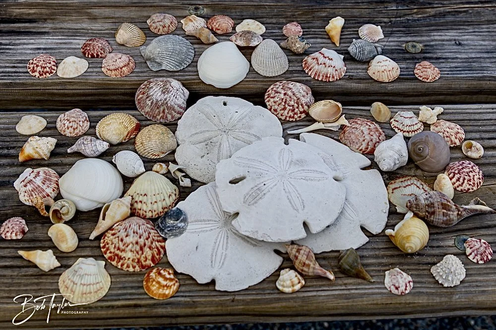 20250204-SASP Final Post 2 -81.jpeg