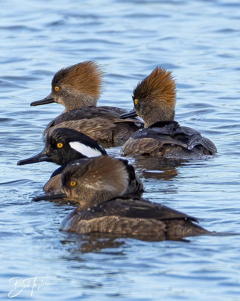 20250204-SASP Final Post 2 -2.jpeg