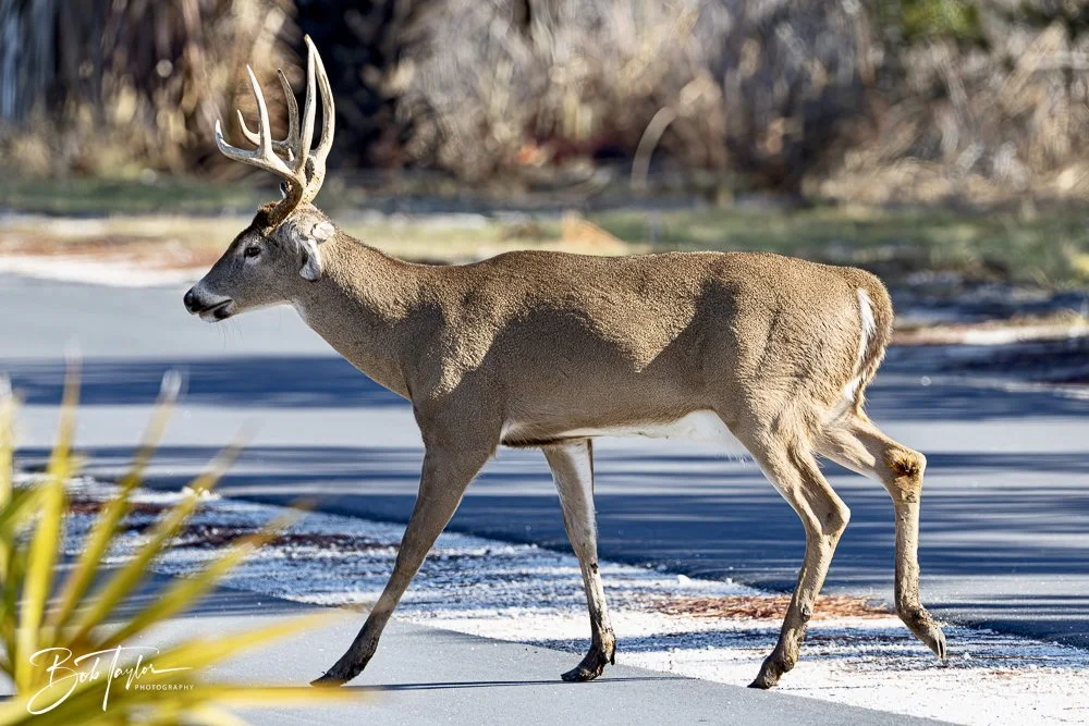 20250203-SASP Final Post 2 -19.jpeg