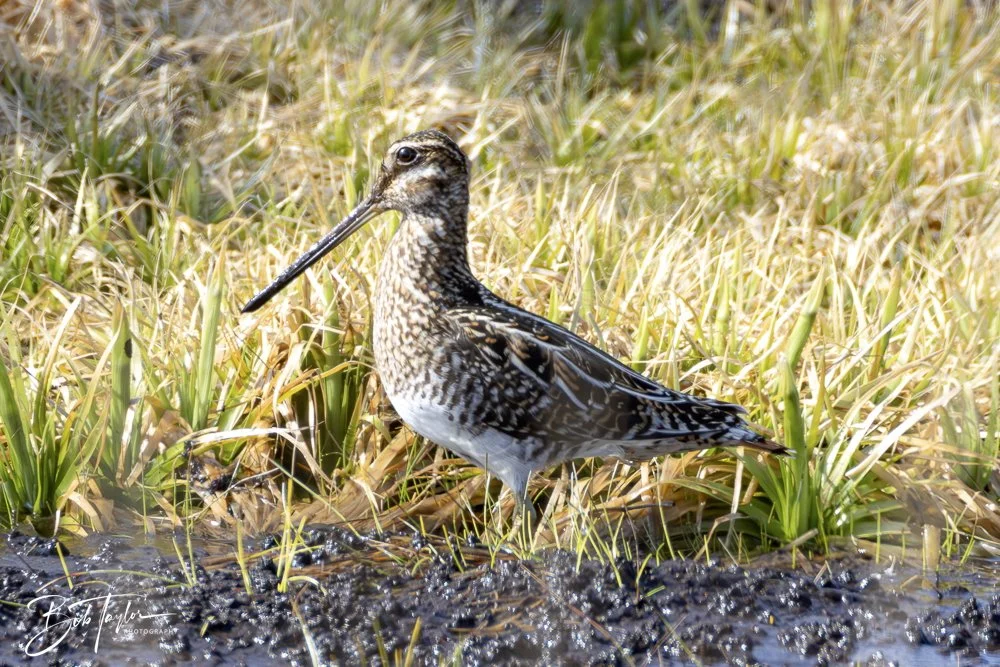 20250204-SASP Final Post -38.jpeg