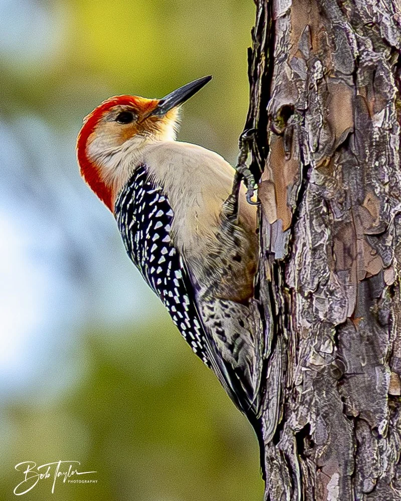 20250201-SASP Post 1 -43.jpeg