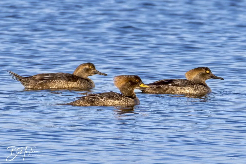 20250129-SASP Post 1 -3.jpeg