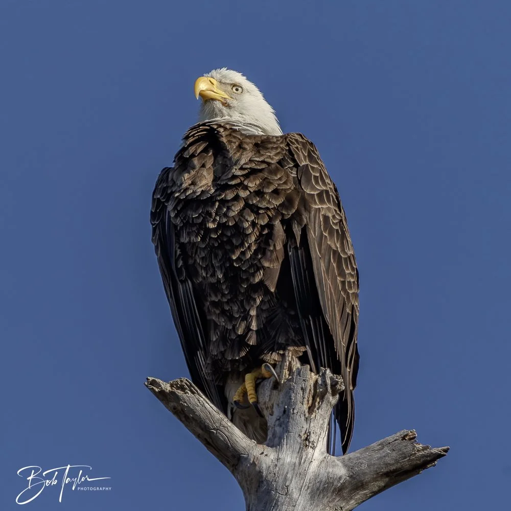 20250203-SASP Final Post -13.jpeg