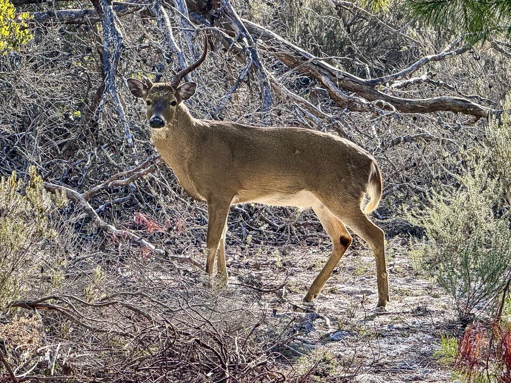 20250131-SASP Post 1 -36.jpeg