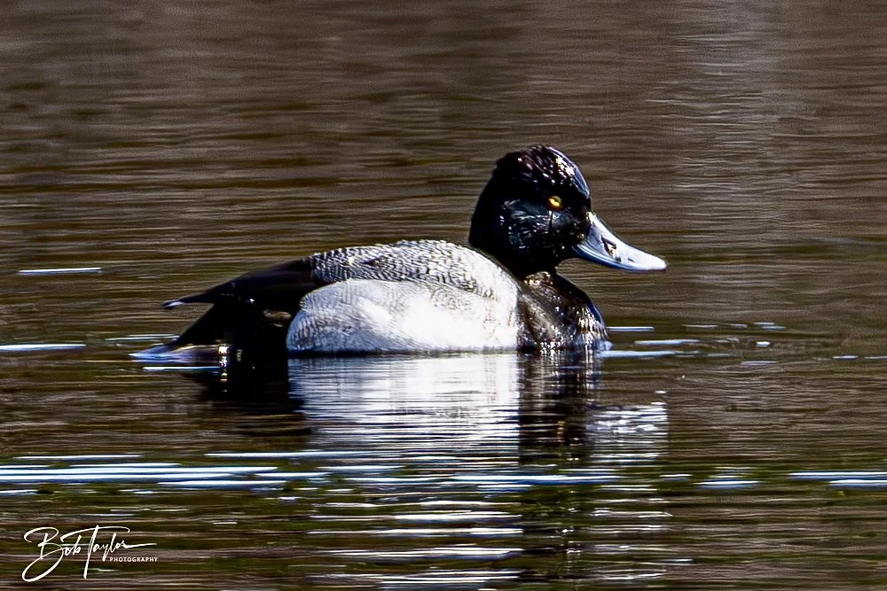 20250204-SASP Final Post 2 -77.jpeg