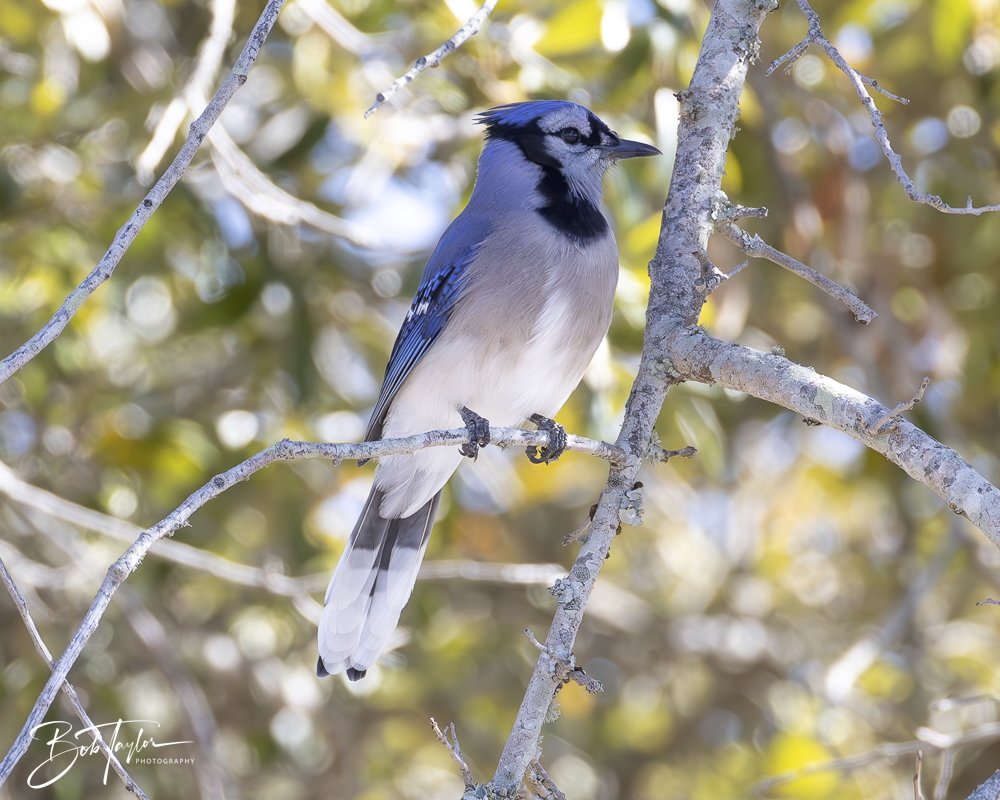 20250203-SASP Final Post -21.jpeg