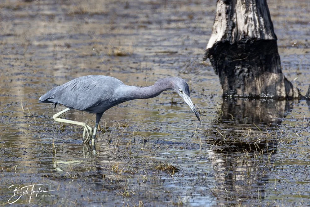 20250204-SASP Final Post -40.jpeg