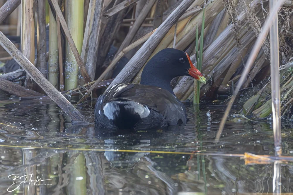 20250204-SASP Final Post -50.jpeg