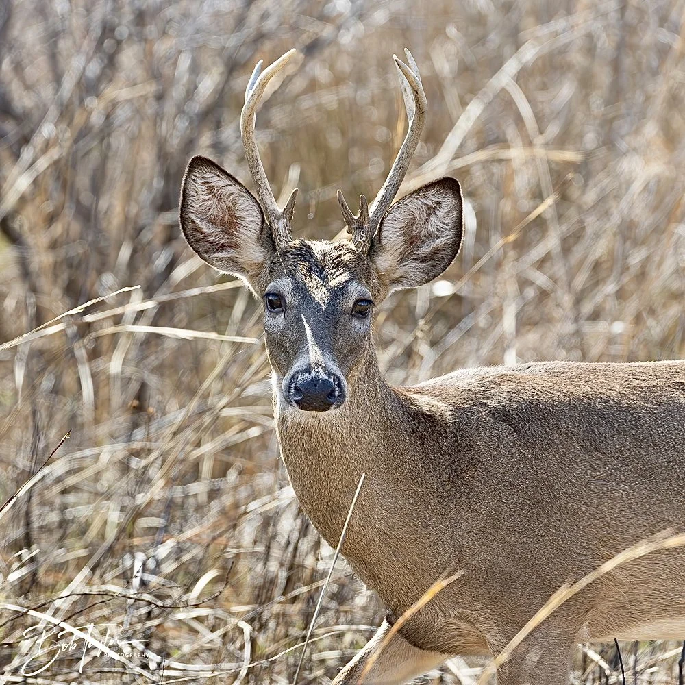 20250204-SASP Final Post 2 -78.jpeg