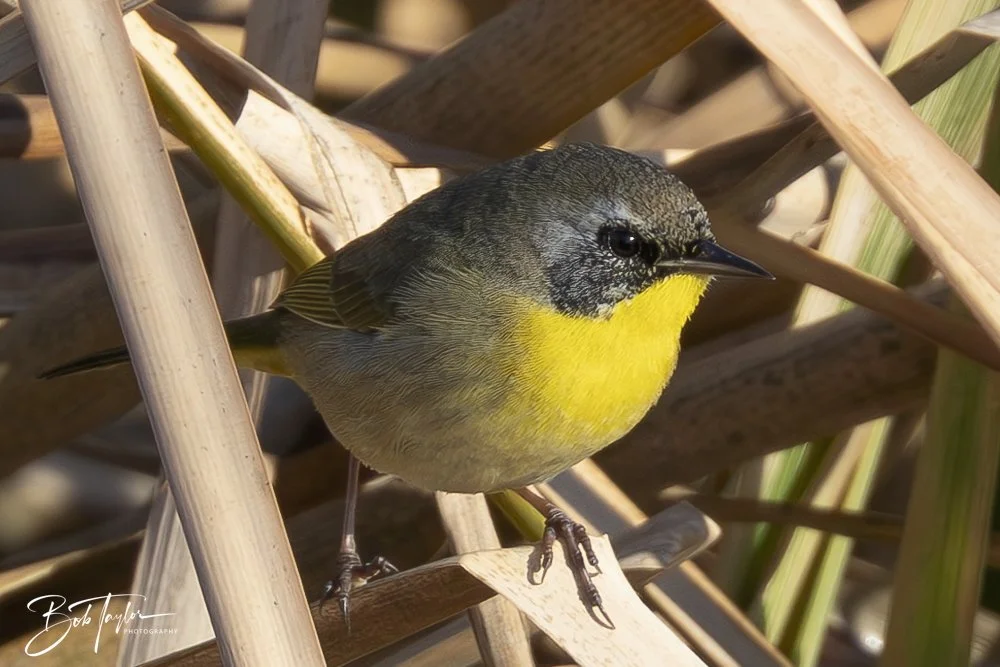 20250203-SASP Final Post -28.jpeg