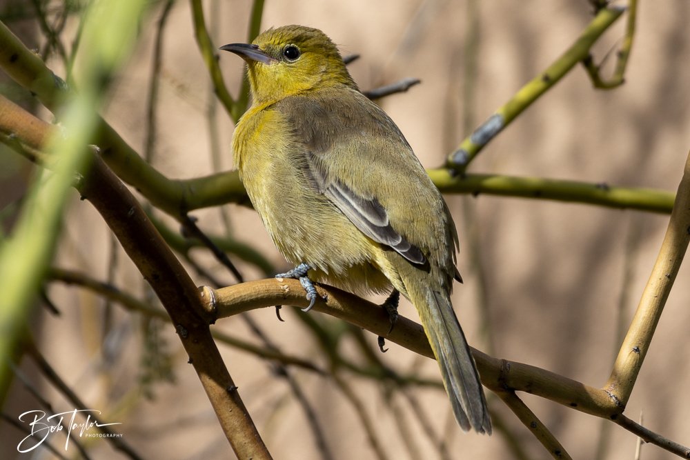 20241111-20241111-Saguaro -61-2.jpg