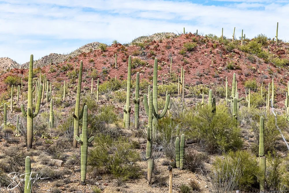 20241111-20241111-Saguaro -47-2.jpg