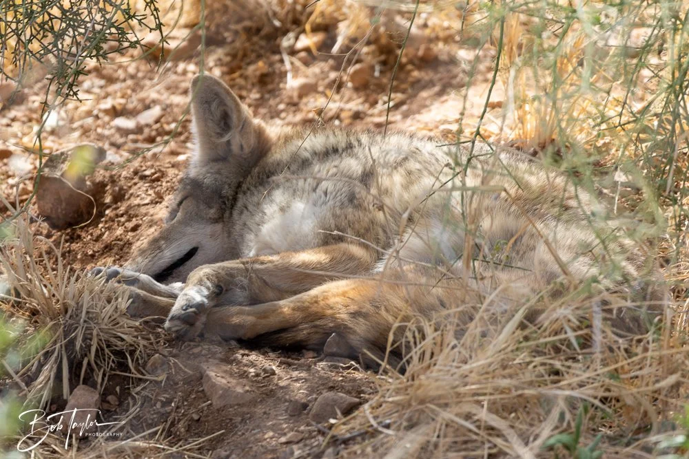 20241111-20241111-Saguaro -45-2.jpg