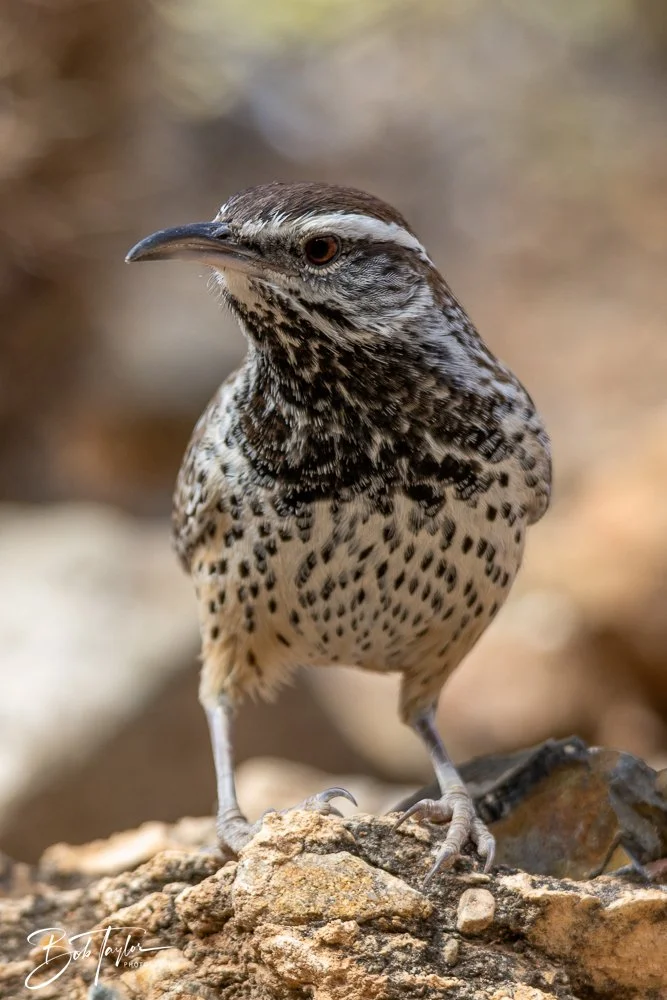 20241111-20241111-Saguaro -43-2.jpg