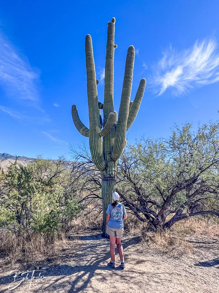 20241110-Saguaro -2.jpg