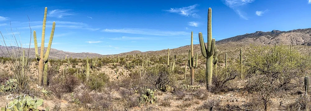 20241110-Saguaro -3.jpg