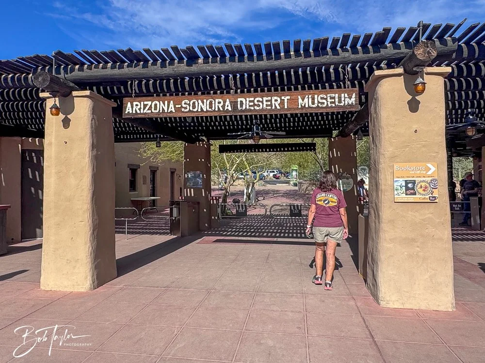 20241111-20241111-Saguaro -37-2.jpg