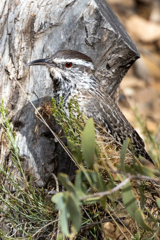 20241111-20241111-Saguaro -42-2.jpg