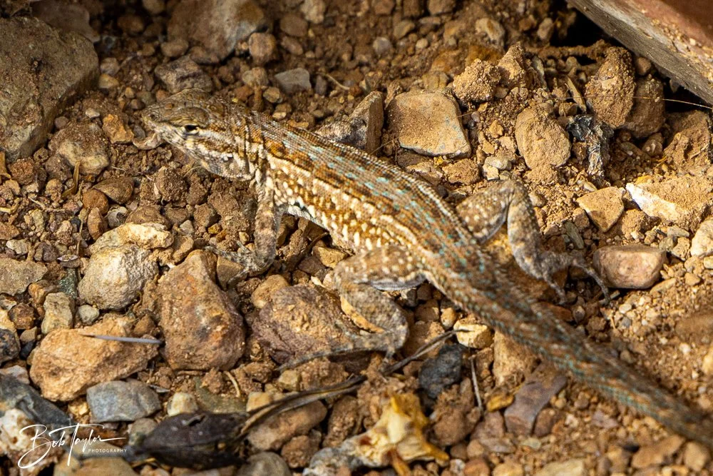 20241111-20241111-Saguaro -55-2.jpg