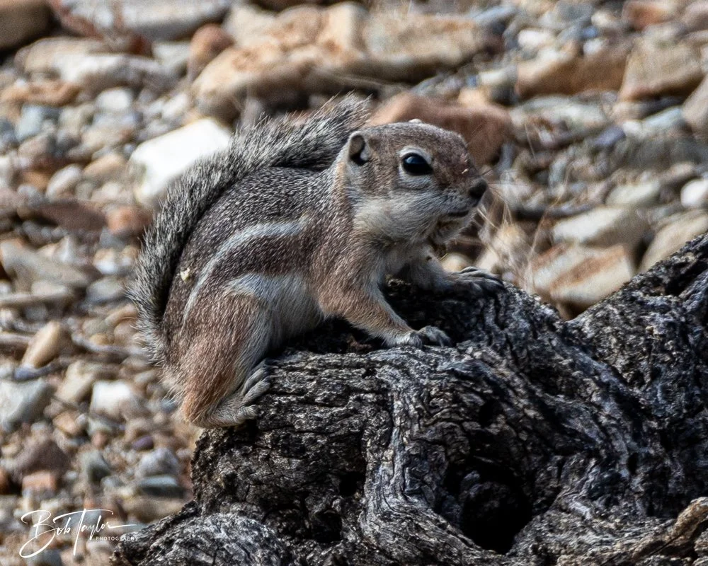 20241111-20241111-Saguaro -49-2.jpg