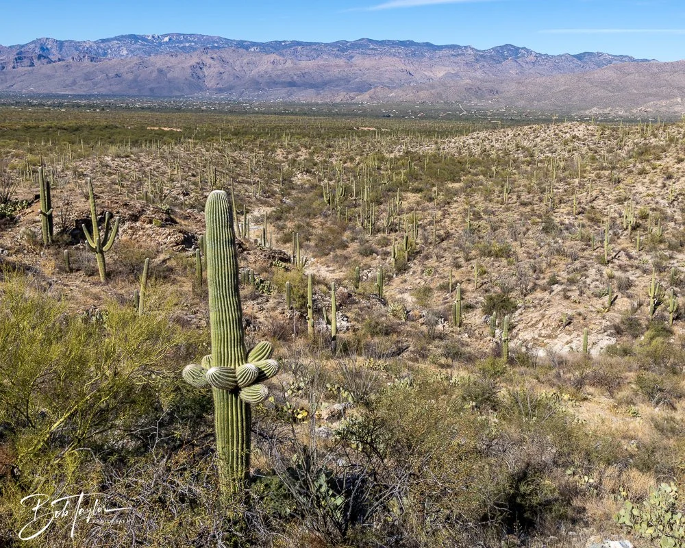 20241110-Saguaro -19.jpg