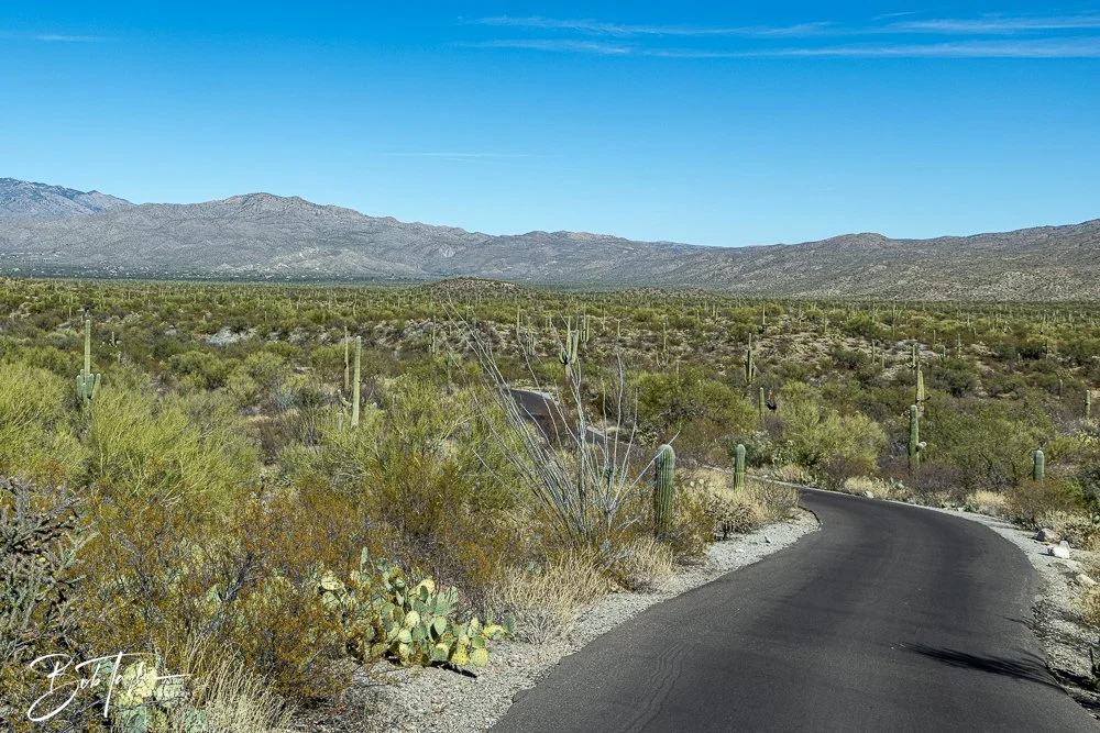 20241110-Saguaro -7.jpg