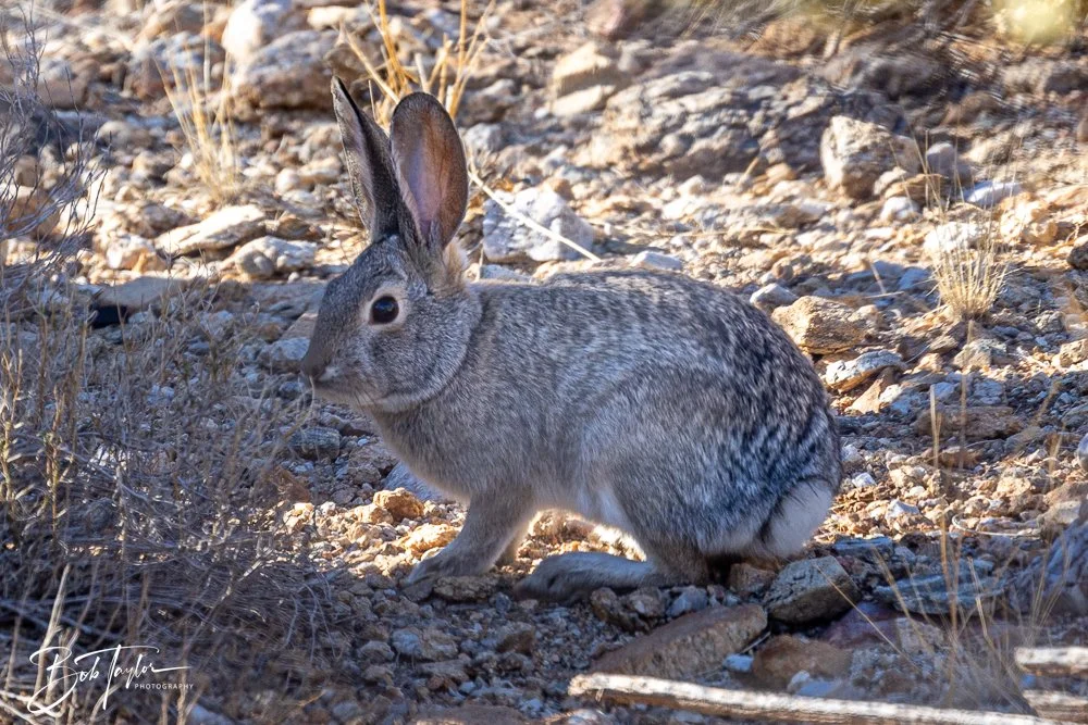 20241110-Saguaro -27.jpg