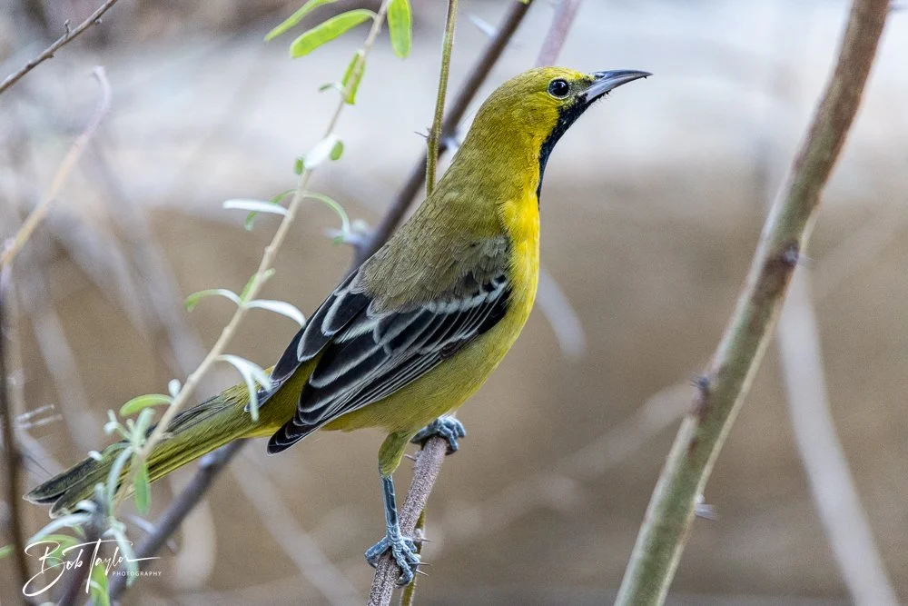 20241111-20241111-Saguaro -64-2.jpg