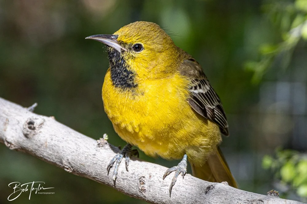 20241111-20241111-Saguaro -60-2.jpg