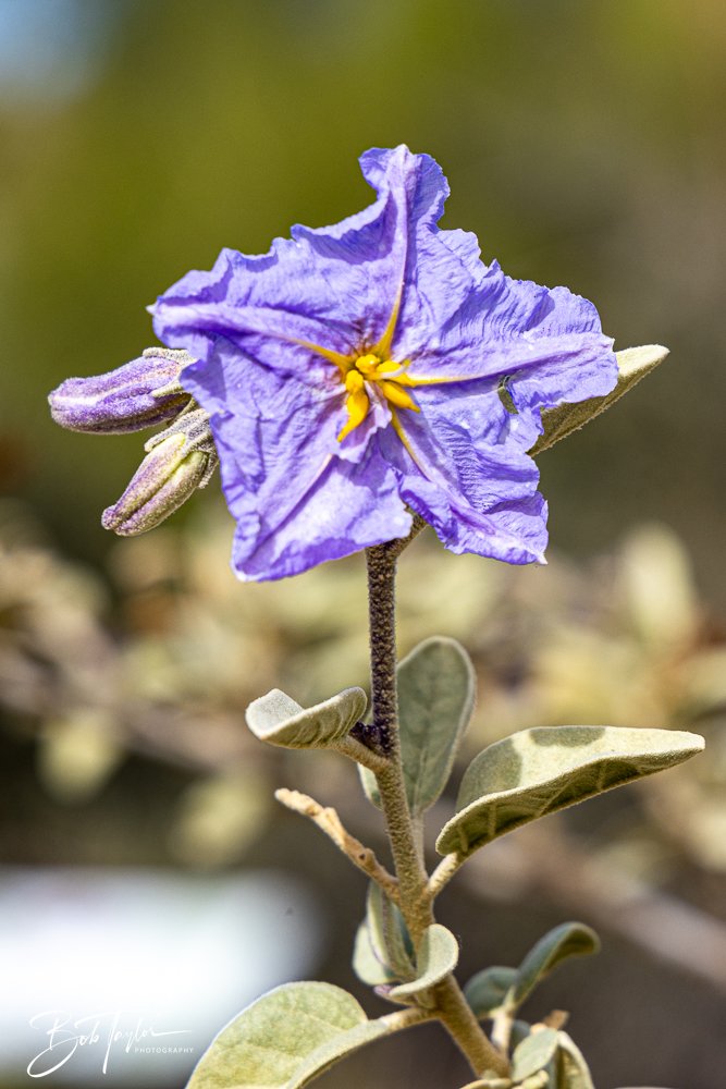 20241111-20241111-Saguaro -57-2.jpg