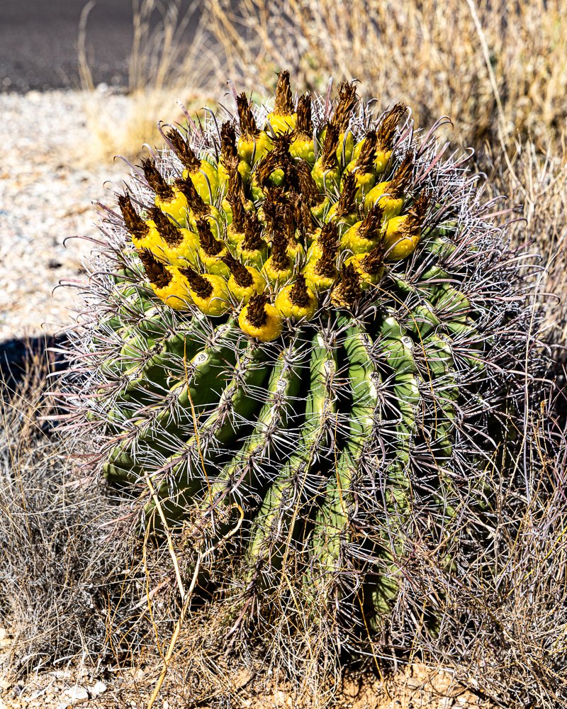 20241110-Saguaro -14.jpg