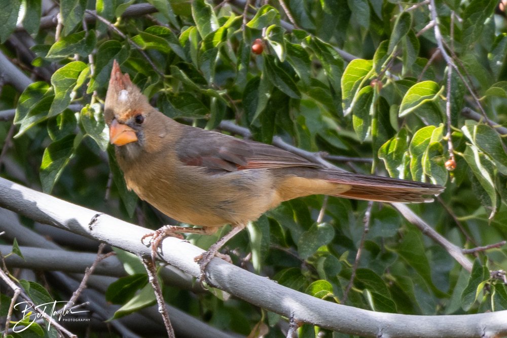 20241111-20241111-Saguaro -62-2.jpg