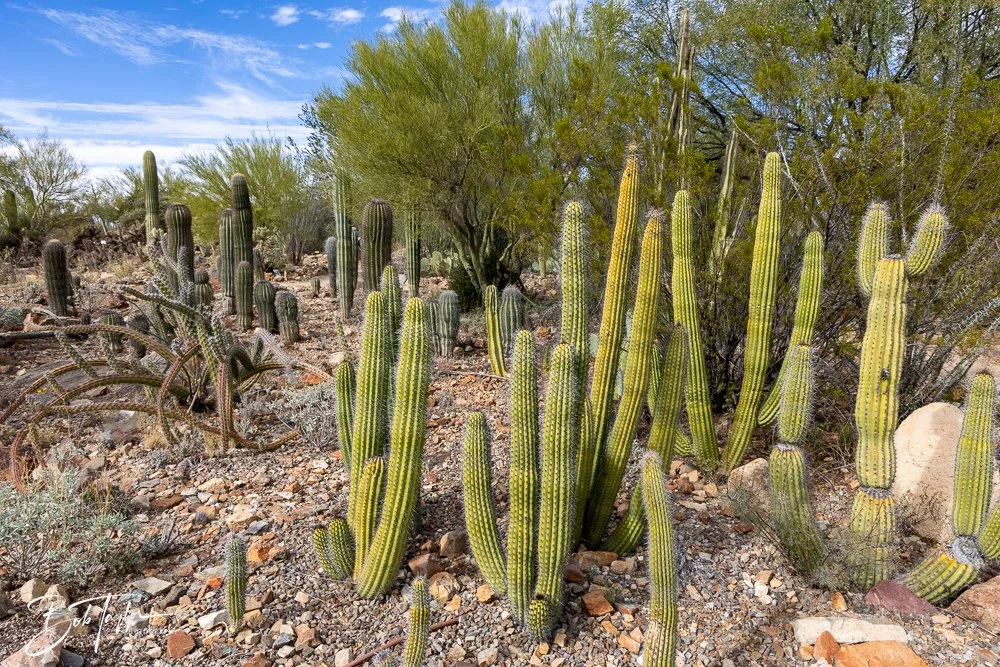 20241111-20241111-Saguaro -54-2.jpg