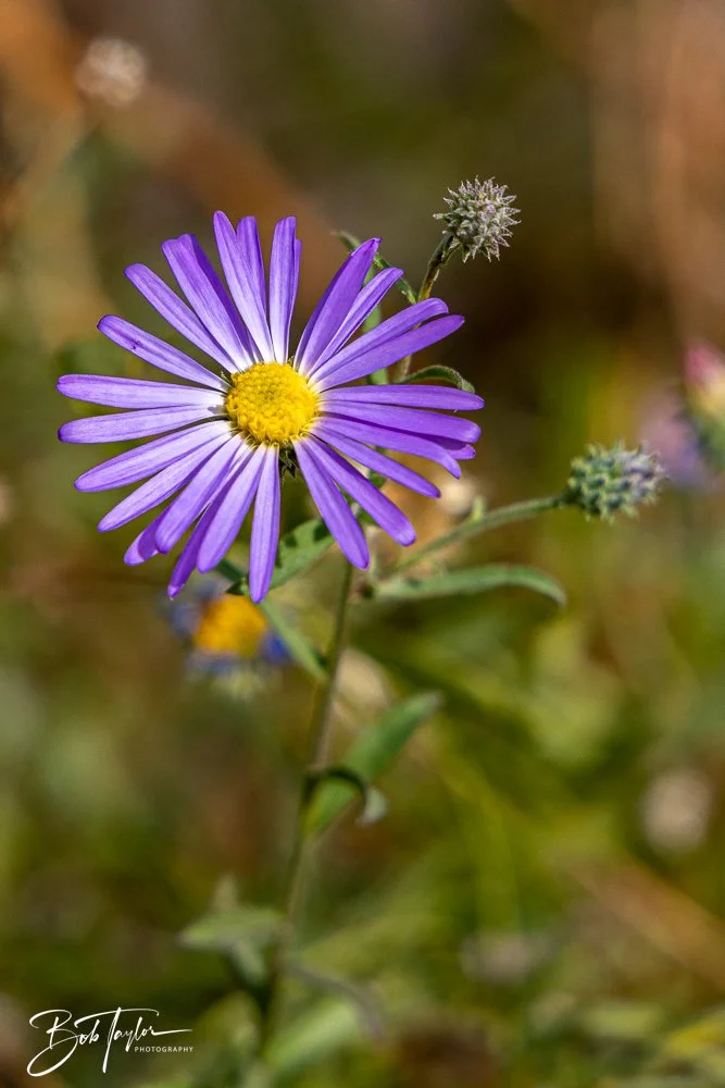 20241111-20241111-Saguaro -58-2.jpg