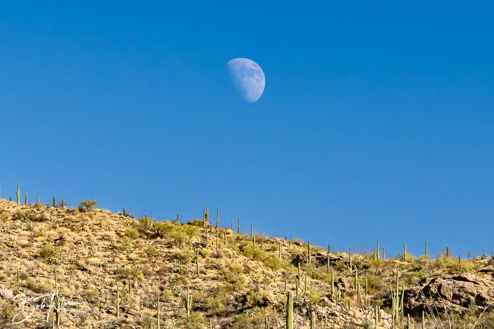 20241110-Saguaro -29.jpg