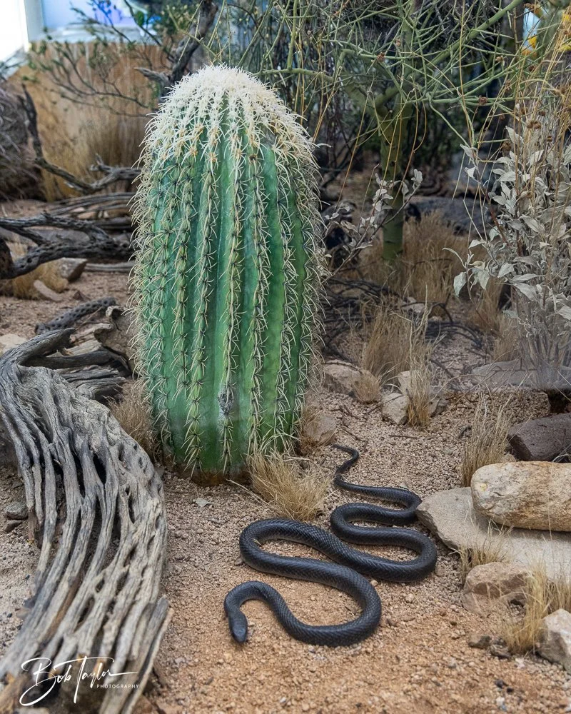 20241111-20241111-Saguaro -72-2.jpg