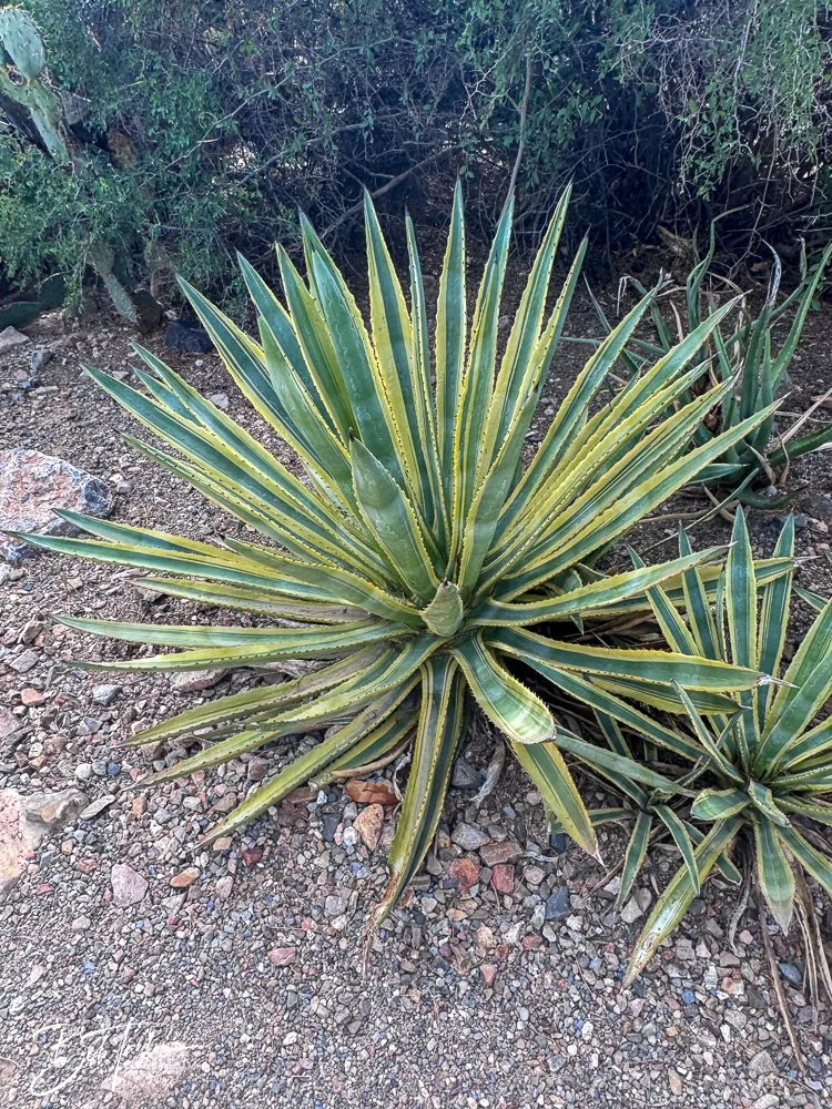 20241111-20241111-Saguaro -34-2.jpg